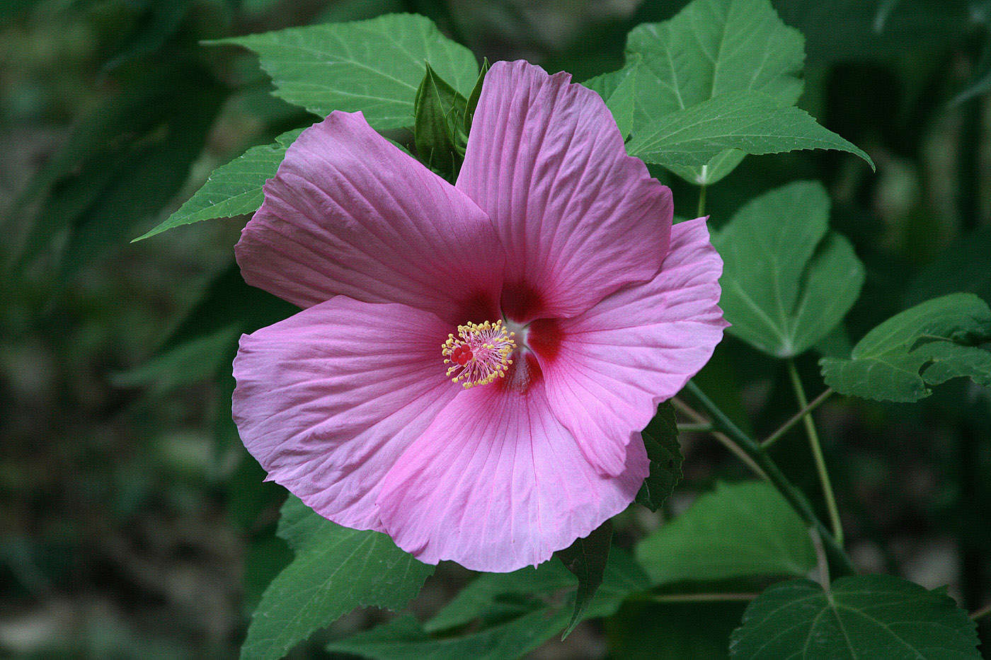 Image of Hibiscus × hybridus specimen.