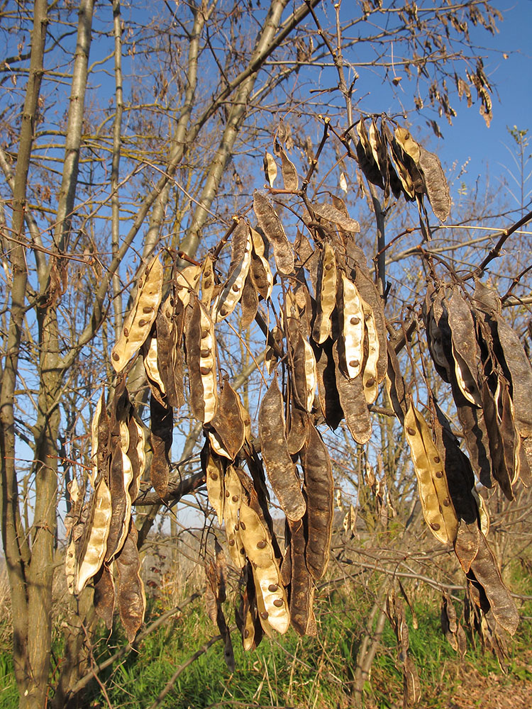 Изображение особи Robinia pseudoacacia.