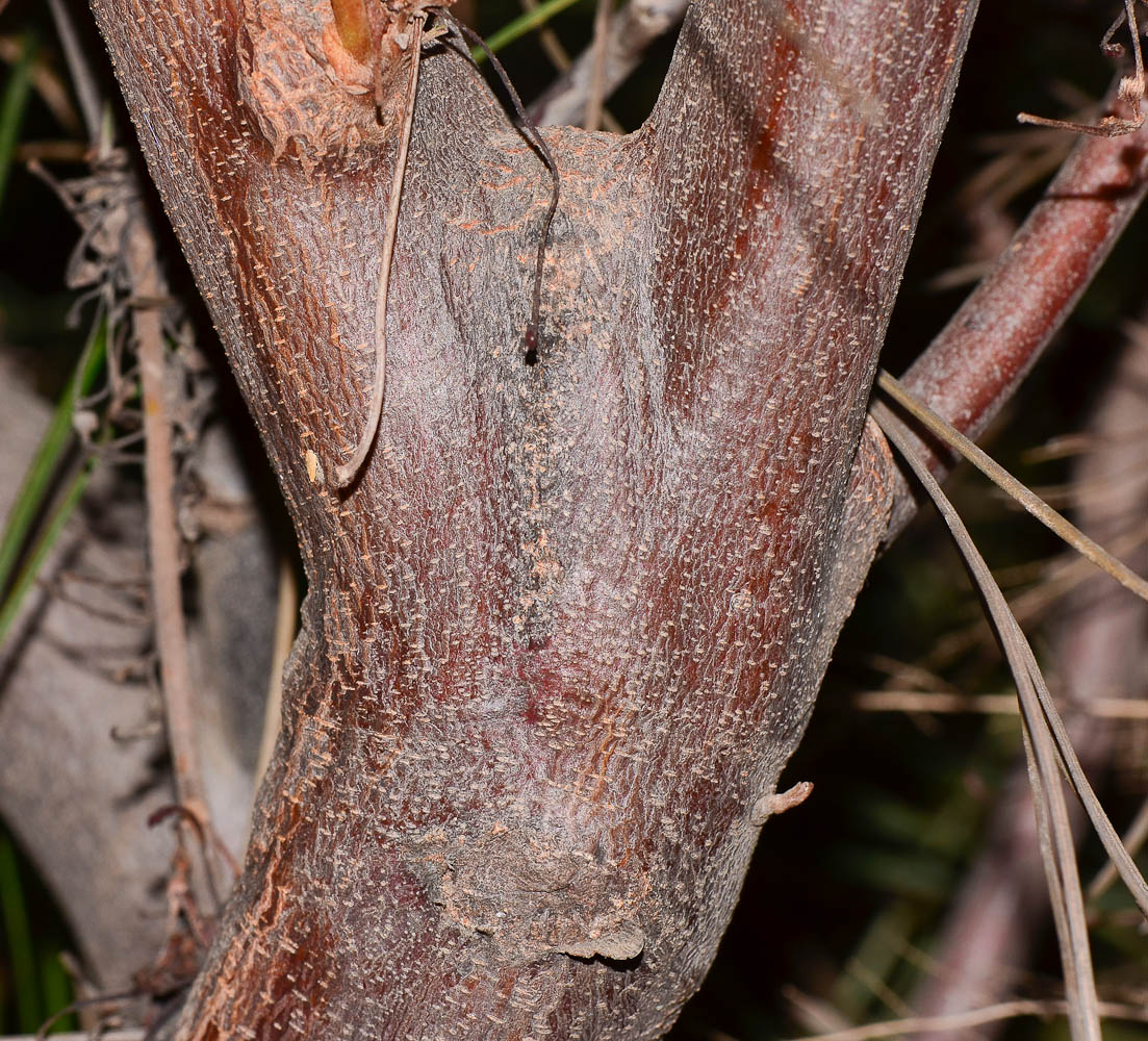 Image of Grevillea longistyla specimen.