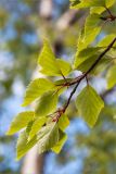 Betula subarctica