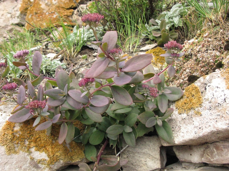 Изображение особи Hylotelephium triphyllum.