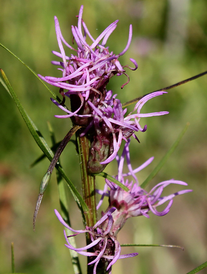 Изображение особи Liatris elegans.