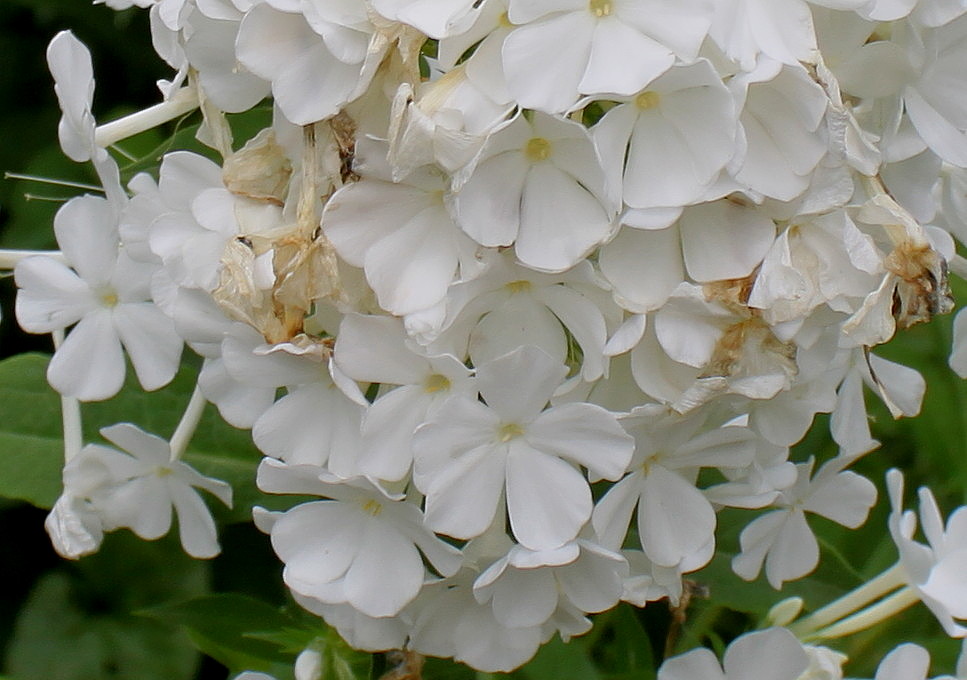 Изображение особи Phlox paniculata.