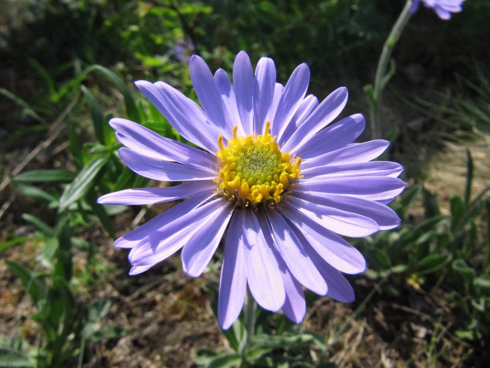 Image of Aster alpinus specimen.