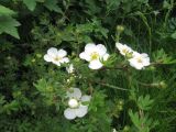 Dasiphora fruticosa. Верхушка цветущего растения. Пермский край, Кунгурский р-н, с. Филипповка, гора Ледяная, газон у входа в пещеру. 14.06.2013.