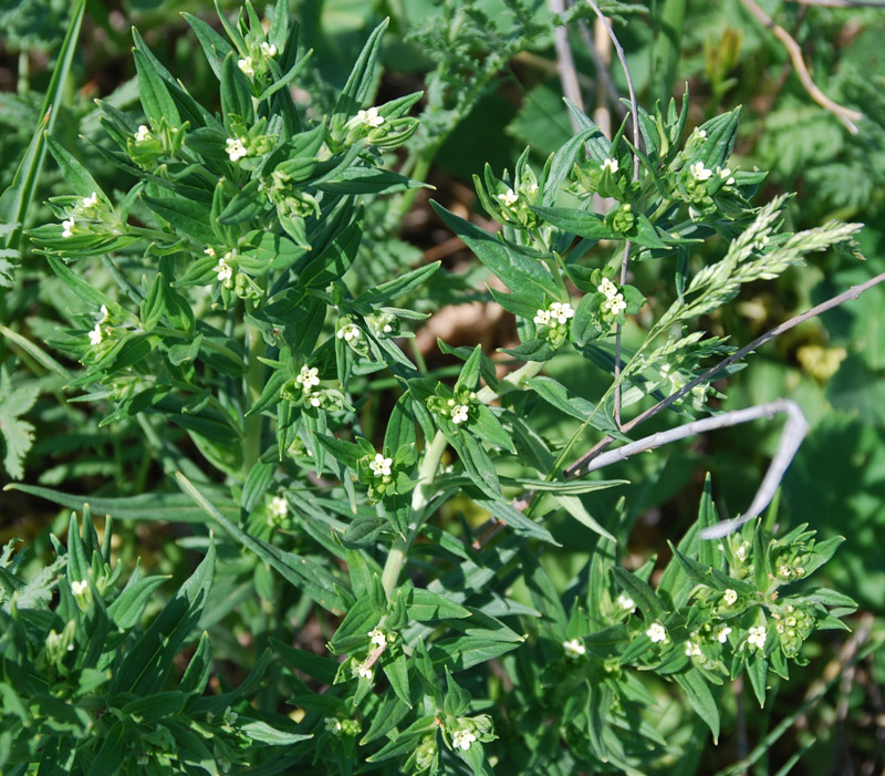 Image of Lithospermum officinale specimen.