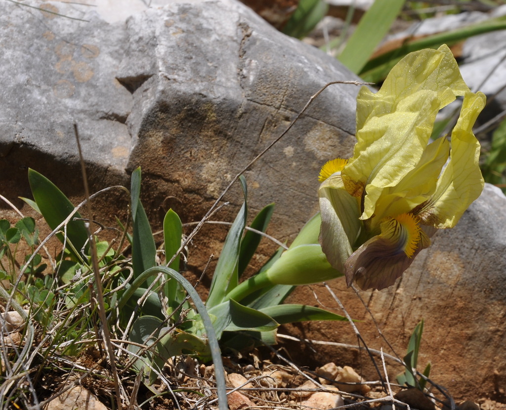 Image of Iris reichenbachii specimen.