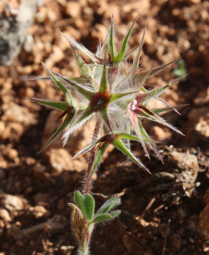 Image of Trifolium stellatum specimen.