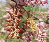 Tamarix hampeana