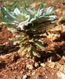 Filago pygmaea. Цветущее растение. Греция, п-ов Пелопоннес, окр. г. Катаколо. 11.04.2014.