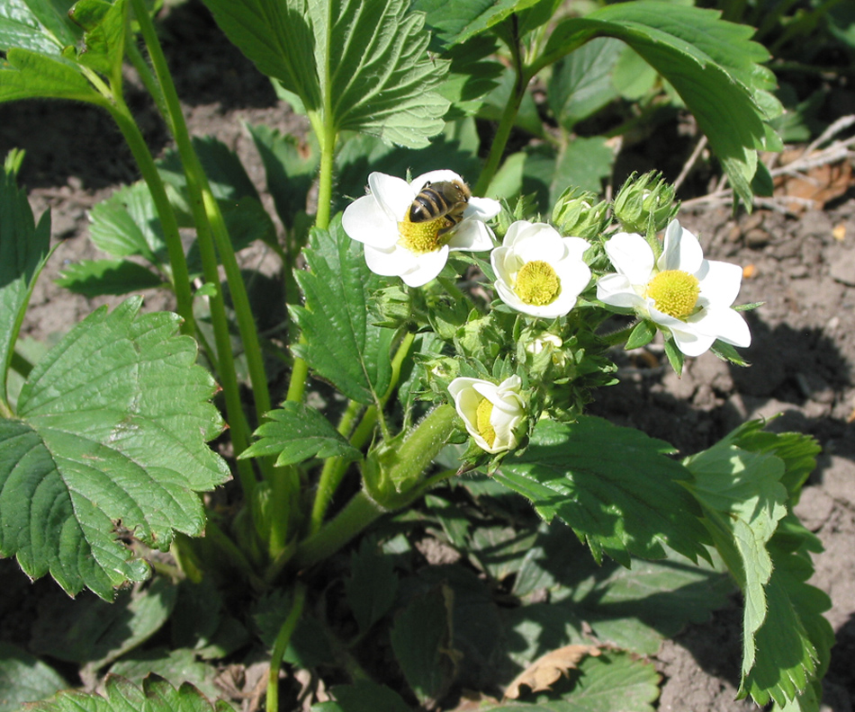 Image of Fragaria &times; ananassa specimen.