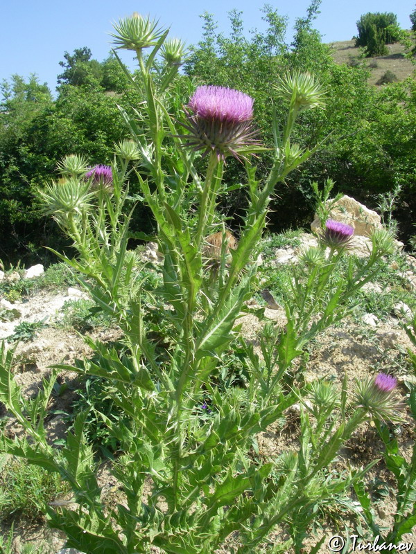Image of Onopordum tauricum specimen.