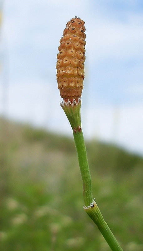 Изображение особи Equisetum ramosissimum.