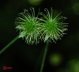 Geum urbanum