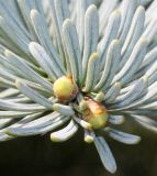 Abies procera форма glauca. Верхушка ветки с почками. Германия, г. Дюссельдорф, Ботанический сад университета. 04.05.2014.
