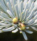 Abies form glauca