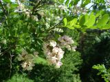 Robinia viscosa. Ветвь с цветками. Ставропольский край, г. Кисловодск, парк, на высоте около 913 м н.у.м. , по склонам (43°53′31,20″ с.ш., 42°43′54,11″ в.д.). 05.06.2014.