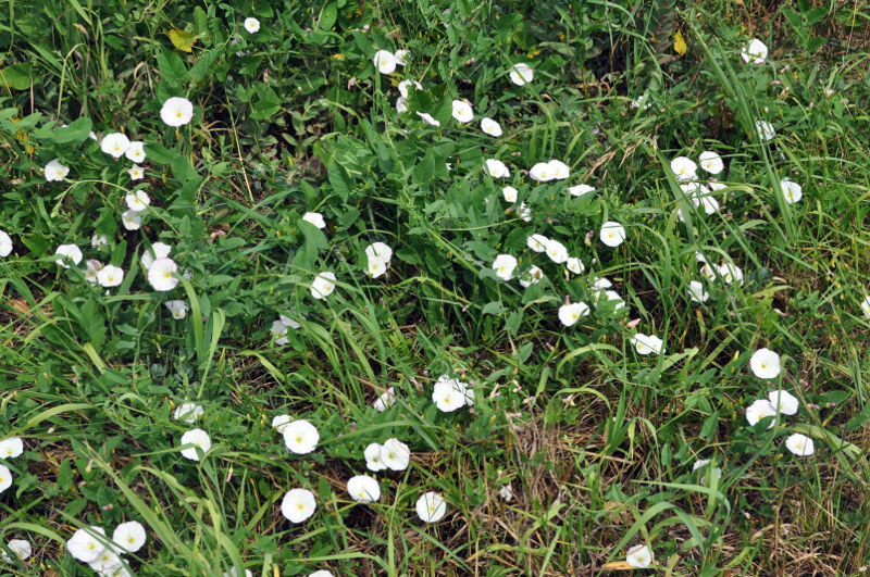 Image of Convolvulus arvensis specimen.