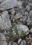 Lactuca intricata