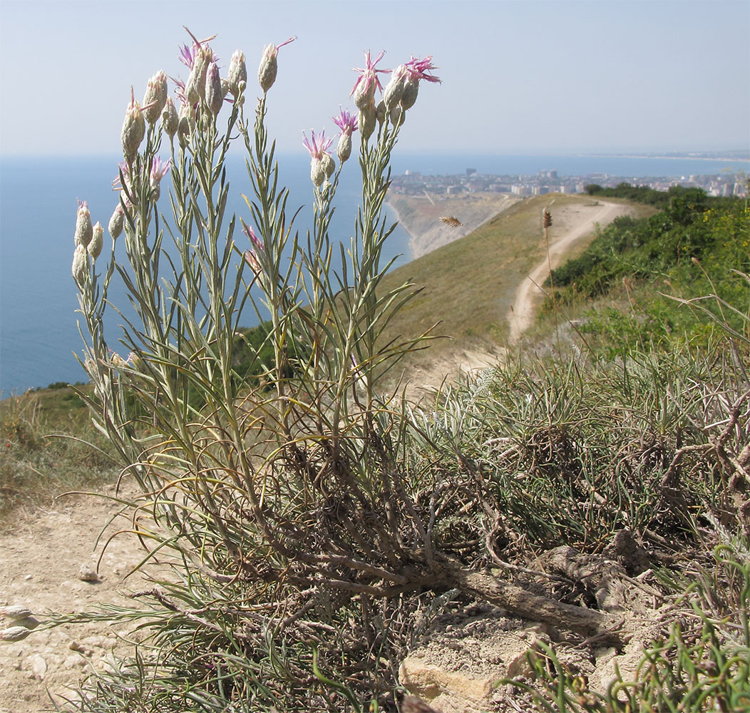 Image of Jurinea stoechadifolia specimen.