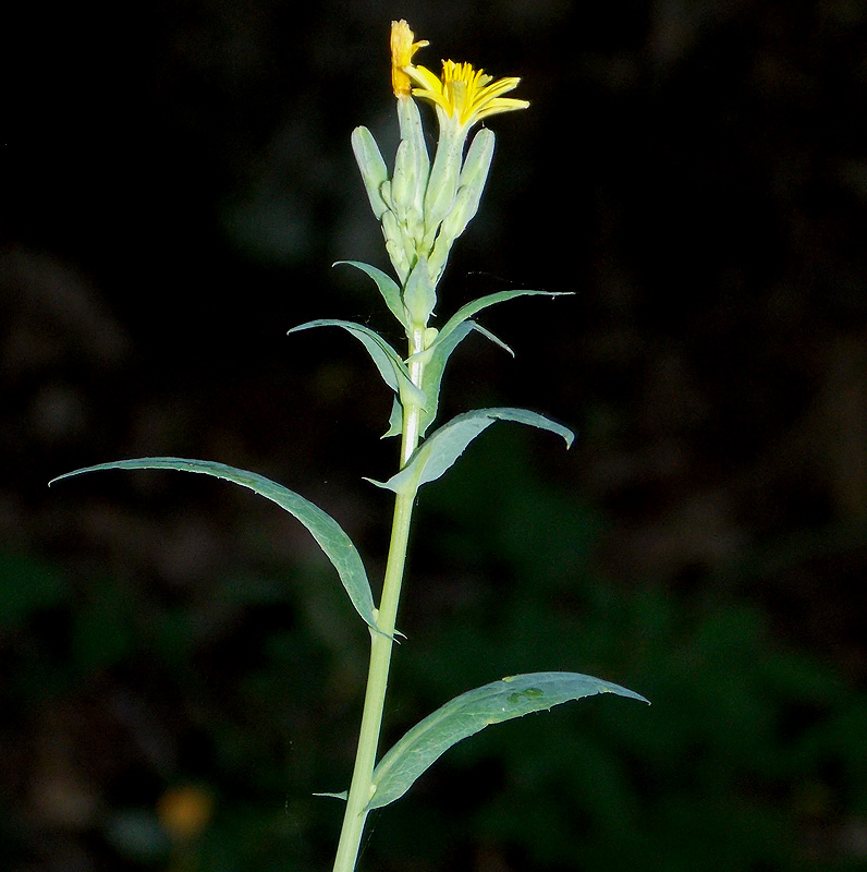 Изображение особи Lactuca chaixii.