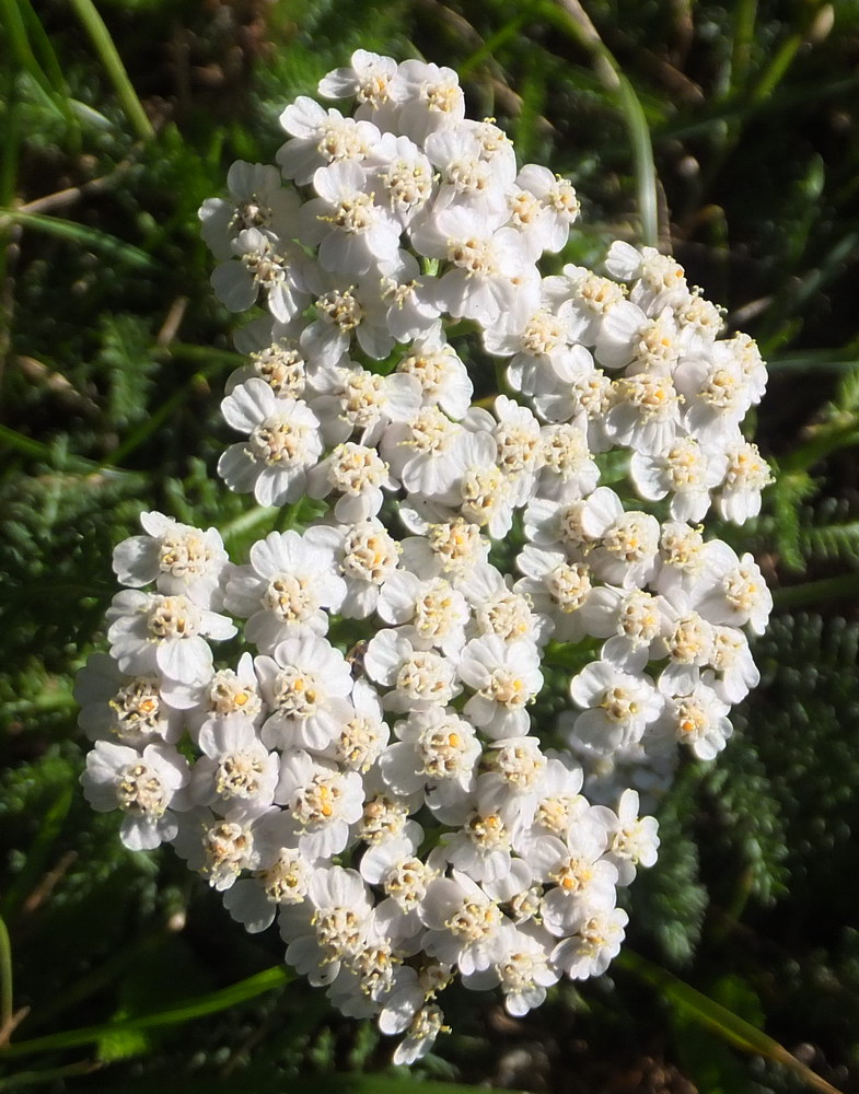 Image of Achillea millefolium specimen.