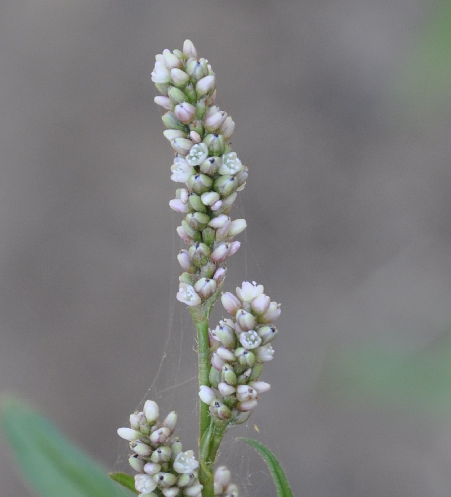 Изображение особи род Persicaria.