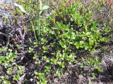 Salix myrsinites. Растение в скалах. Кольский п-ов, Восточный Мурман, пос. Дальние Зеленцы. 22.07.2009.