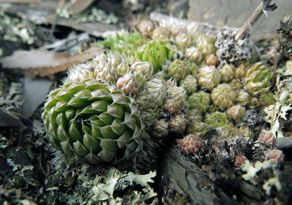 Image of Orostachys spinosa specimen.