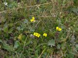 Draba scabra