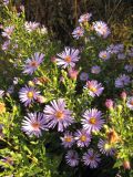 Symphyotrichum × versicolor. Верхушка цветущего растения. Тамбовская обл., Петровский р-н, окр. с. Покровское, луг. 16.09.2014.