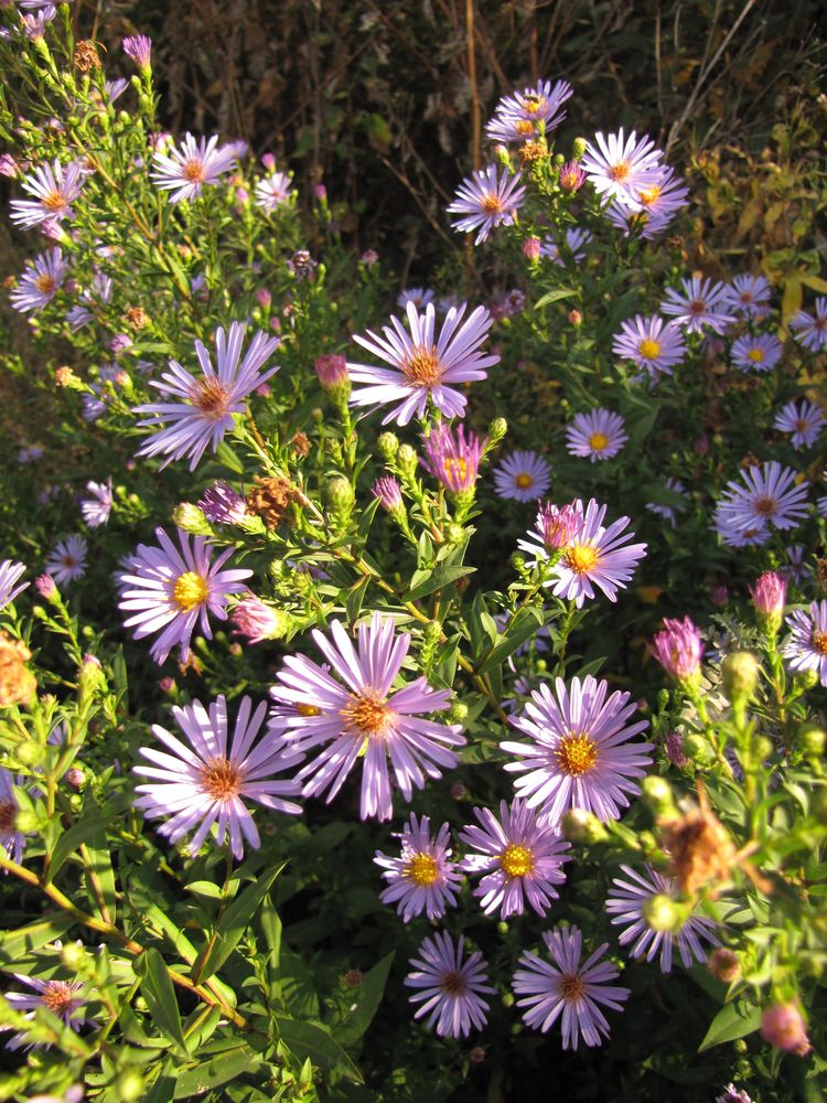 Изображение особи Symphyotrichum &times; versicolor.