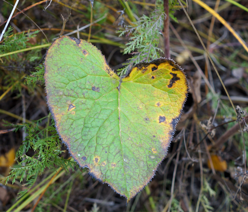 Image of Ligularia sibirica specimen.