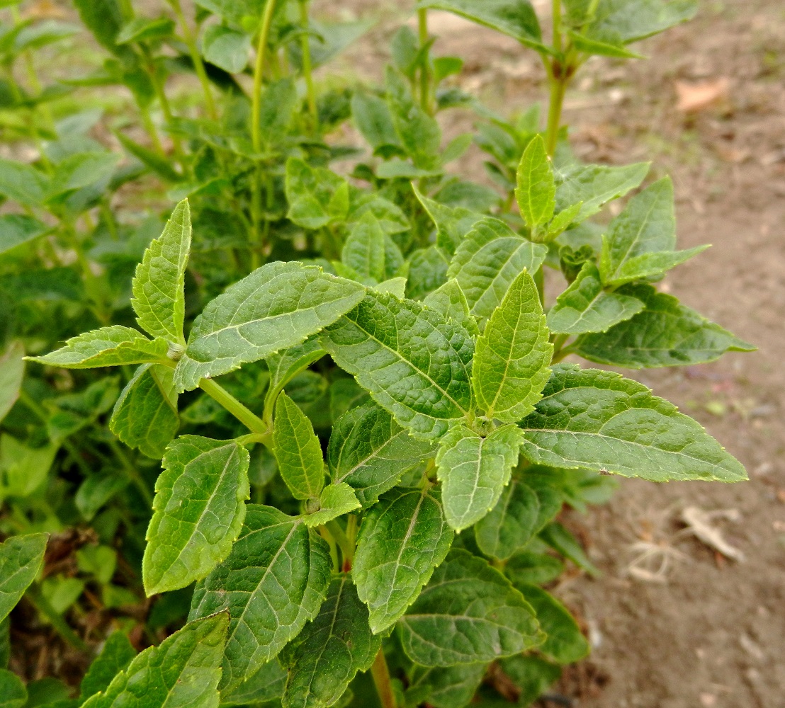 Image of Heliopsis helianthoides ssp. scabra specimen.