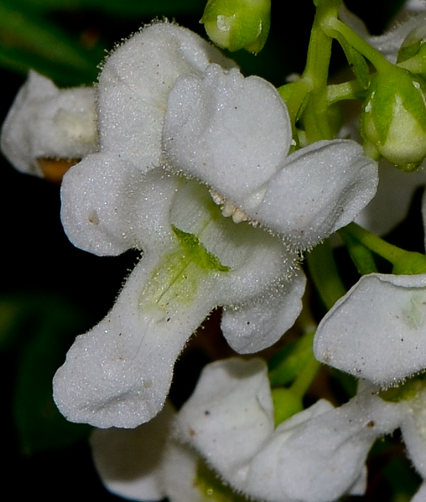 Image of Angelonia angustifolia specimen.