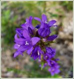 Campanula glomerata