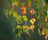 Betula pendula. Часть ветви с листьями, начинающими принимать осеннюю окраску. Московская обл., Раменский р-н, окр. дер. Хрипань, садовый участок. 19.09.2014.