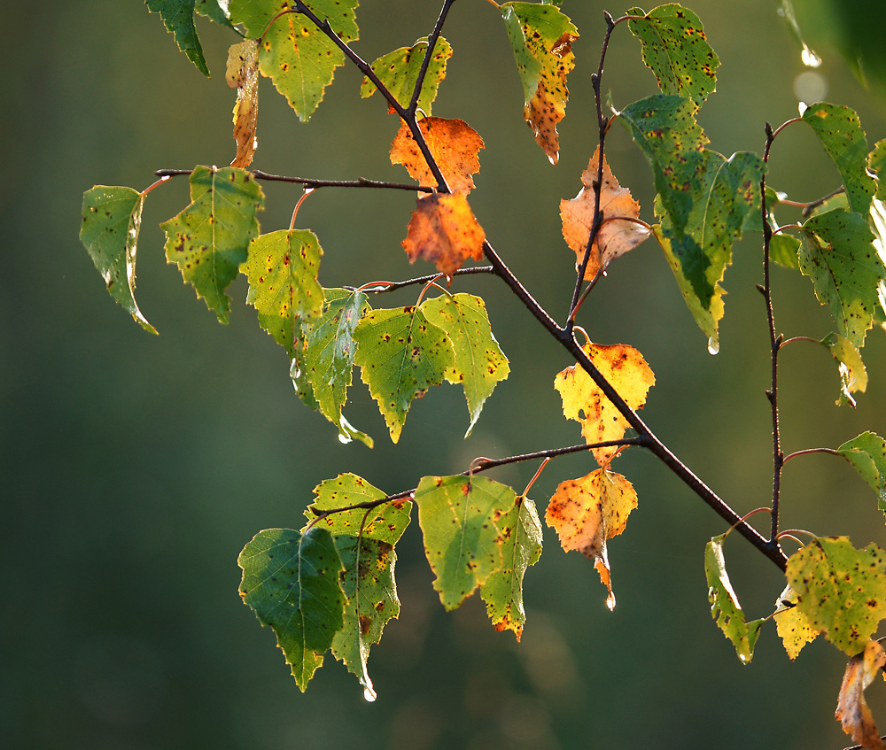 Изображение особи Betula pendula.