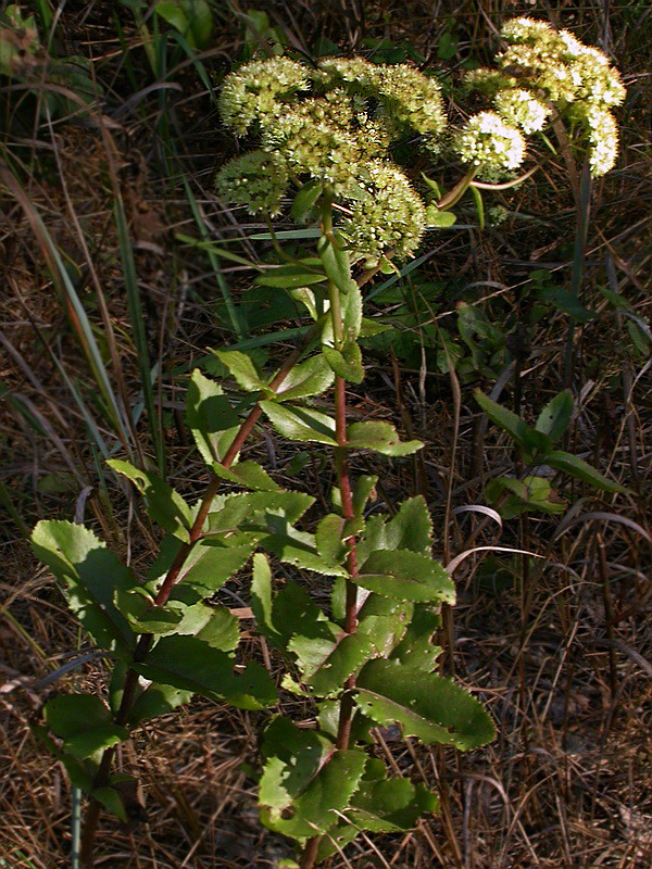 Image of Hylotelephium maximum specimen.