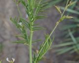 Astragalus sulcatus. Средняя часть цветущего и плодоносящего побега. Восточный Казахстан, Уланский р-н, окр. с. Украинка. 07.07.2014.