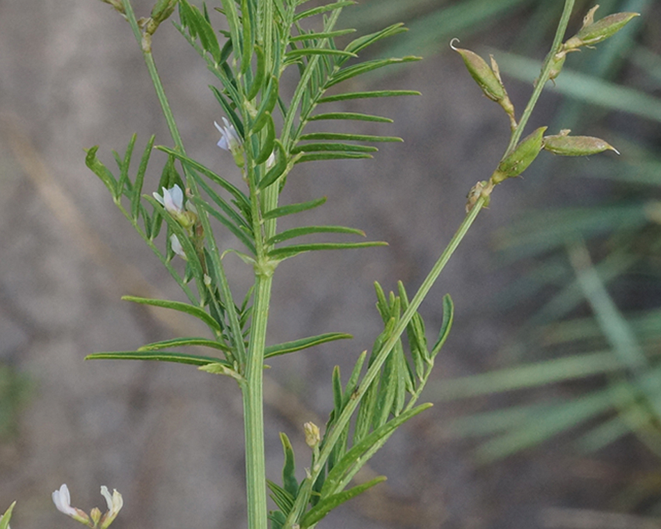 Image of Astragalus sulcatus specimen.