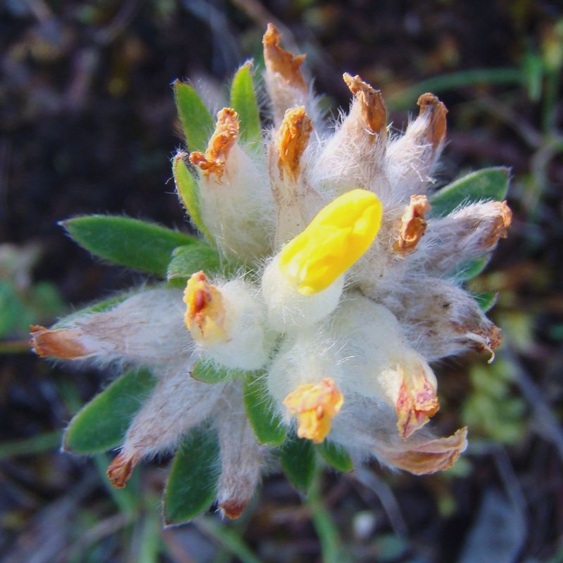 Image of Anthyllis arenaria specimen.