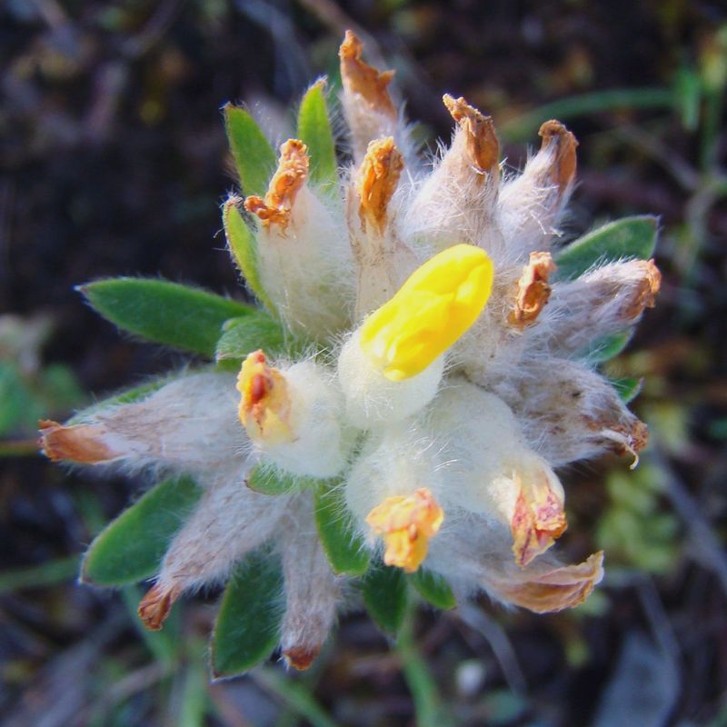 Изображение особи Anthyllis arenaria.