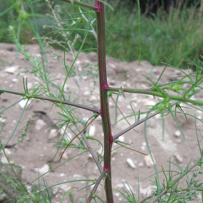 Изображение особи Salsola tragus.