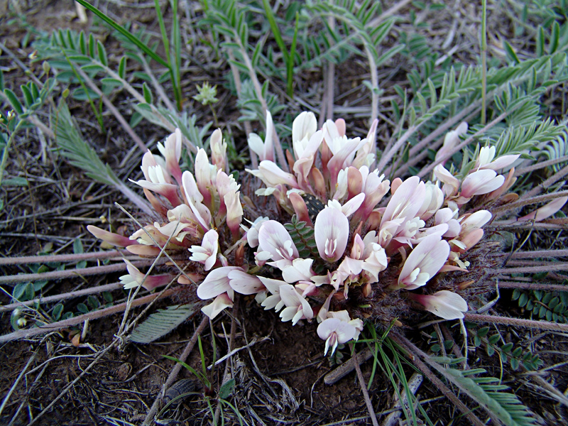 Image of Astragalus dolichophyllus specimen.