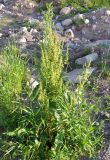 Rumex longifolius. Плодоносящее растение. Кольский п-ов, Восточный Мурман, пос. Дальние Зеленцы. 31.08.2009.
