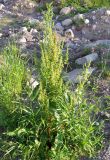 Rumex longifolius