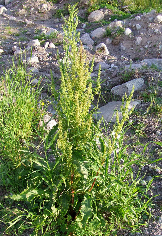 Image of Rumex longifolius specimen.