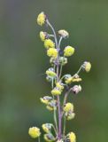 Artemisia macrantha. Верхушка общего соцветия. Хакасия, окр. г. Сорск. 13.08.2009.