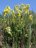 Primula veris